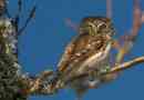Sparrow owl - miniatűr prototípus a baglyok